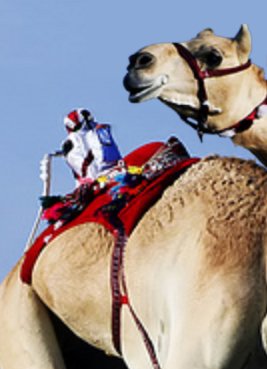 Robotic Camel Jockey